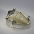Fossilised Megalodon Tooth ~51mm