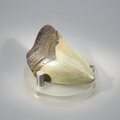 Fossilised Megalodon Tooth ~52mm