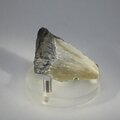 Fossilised Megalodon Tooth ~52mm
