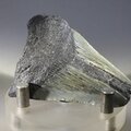 Fossilised Megalodon Tooth ~55mm