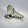 Fossilised Megalodon Tooth ~55mm