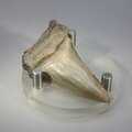 Fossilised Megalodon Tooth ~55mm