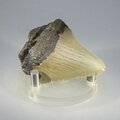 Fossilised Megalodon Tooth ~55mm