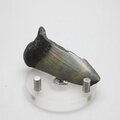 Fossilised Megalodon Tooth ~60mm