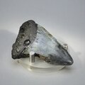 Fossilised Megalodon Tooth ~60mm