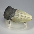 Fossilised Megalodon Tooth ~60mm