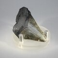 Fossilised Megalodon Tooth ~60mm