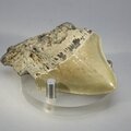 Fossilised Megalodon Tooth ~62mm