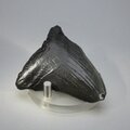 Fossilised Megalodon Tooth ~62mm
