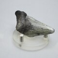 Fossilised Megalodon Tooth ~62mm