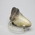 Fossilised Megalodon Tooth ~64mm