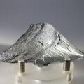 Fossilised Megalodon Tooth ~66mm