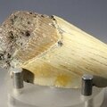Fossilised Megalodon Tooth ~70mm