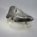 Fossilised Megalodon Tooth ~70mm