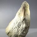 Fossilised Mosasaur Tooth on Matrix ~105 x 65mm
