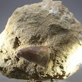 Fossilised Mosasaur Tooth on Matrix ~125 x 105mm