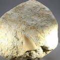 Fossilised Mosasaur Tooth on Matrix ~125 x 105mm