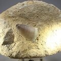 Fossilised Mosasaur Tooth on Matrix ~130 x 95mm