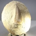 Fossilised Mosasaur Tooth on Matrix ~80 x 65mm