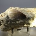 Fossilised Mosasaur Tooth on Matrix ~95 x 95mm