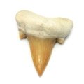 Fossilised Otodus Shark Tooth - Medium