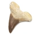 Fossilised Otodus Shark Tooth - Extra Large