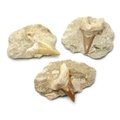 Fossilised Shark Tooth on Matrix