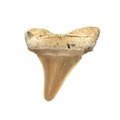 Fossilised Otodus Shark Tooth - Small