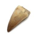 Fossilised Mosasaur Tooth - Large