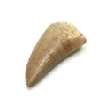 Fossilised Mosasaur Tooth - Small