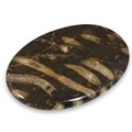 Frosterley Marble Palmstone (Extra Grade) ~68 x 48mm
