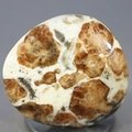 Garnet in Limestone Polished Stone ~33mm