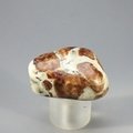 Garnet in Limestone Tumblestone ~36mm