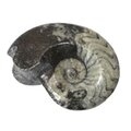 Goniatite Polished Fossil