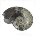 Goniatite Polished Fossils