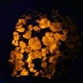 Hackmanite Healing Mineral ~48mm