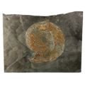Hildoceras Fossil Ammonite Plaque ~24cm