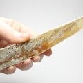 Honey Gypsum Healing Crystal ~165mm
