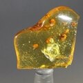 Insect in Amber Specimen ~32mm