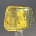 Insect in Amber Specimen ~32mm