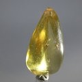 Insect in Amber Specimen ~37mm