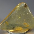 Insect in Amber Specimen ~37mm