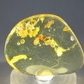Insect in Amber Specimen ~40mm