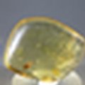 Insect in Amber Specimen ~40mm
