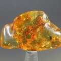 Insect in Amber Specimen ~42mm