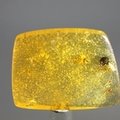 Insect in Amber Specimen ~42mm
