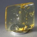 BEAUTIFUL Insect in Amber Specimen ~47mm