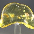Insect in Amber Specimen ~48mm