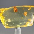 Insect in Amber Specimen ~50mm