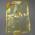 Insect in Amber Specimen ~52mm
